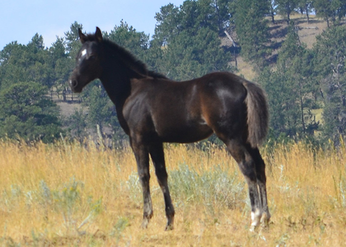 Lot 25 Weavers Pretty Echo