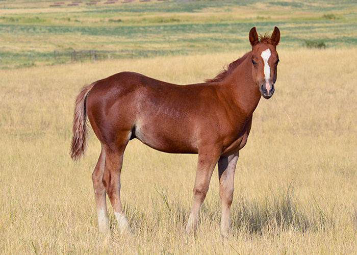 Lot 26 Weavers Perks Echo