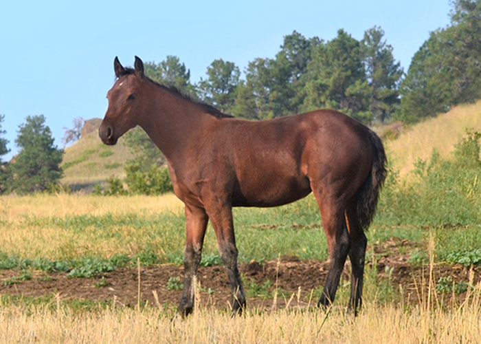 Lot 27 Weavers Ms Shooter