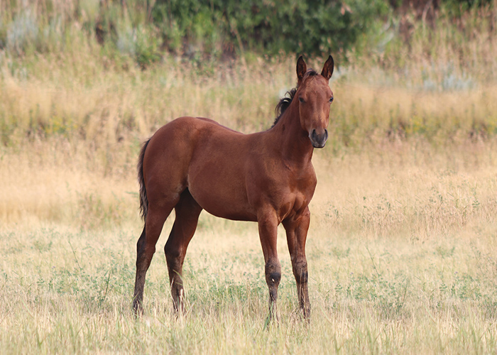 Lot 28 Weavers Cashin Play
