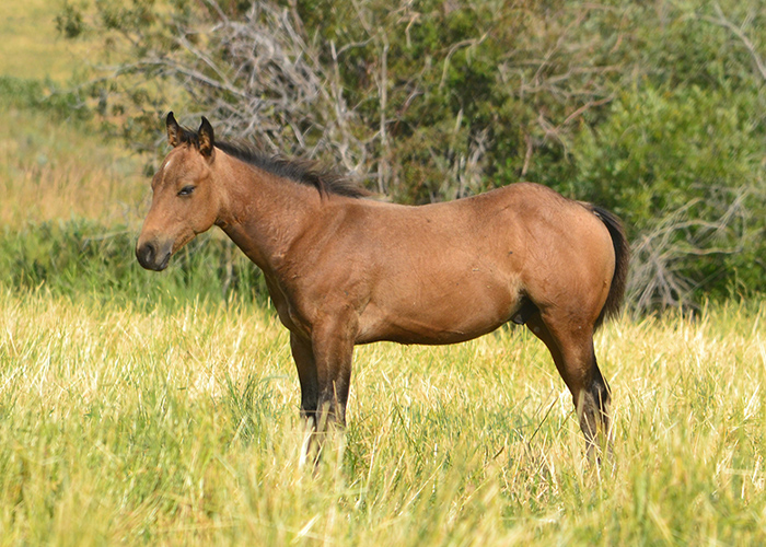 Lot 31 Weavers Smooth Play