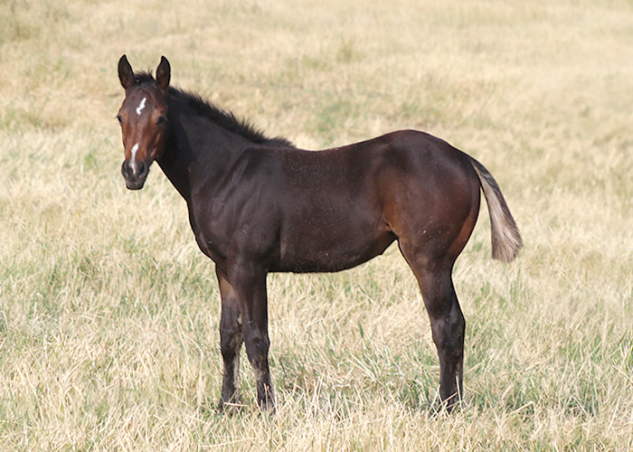 Lot 33 Weavers Peppy Judge