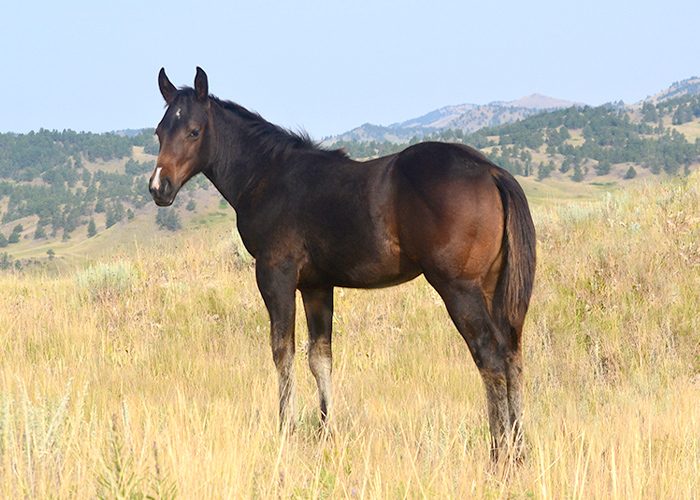 Lot 34 Weavers Cajun Fox