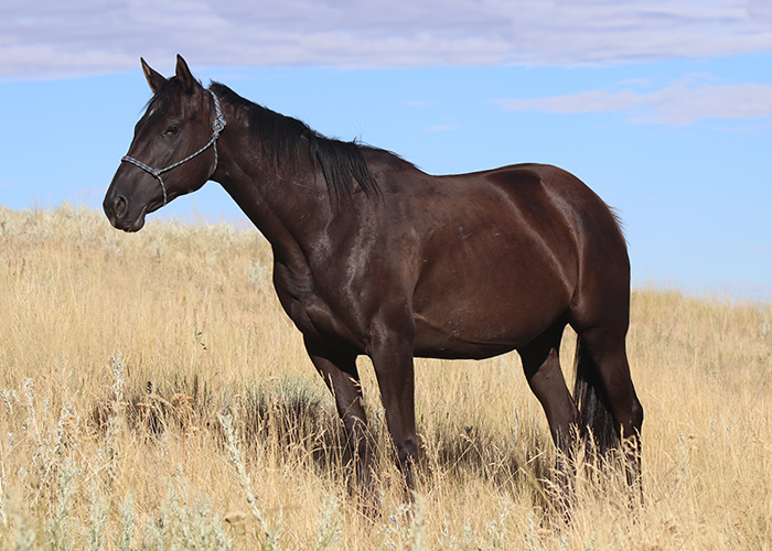 Lot 36 AintNoWhiteChocolate