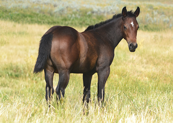 Lot 37 Weavers StreaknJudge