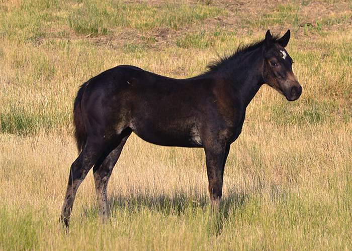 Lot 38 Weavers Tuf Ms Judge