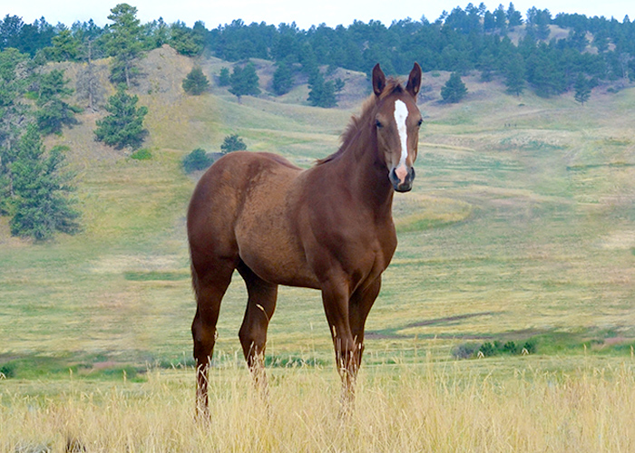 Lot 39 Weavers Judge Daisy