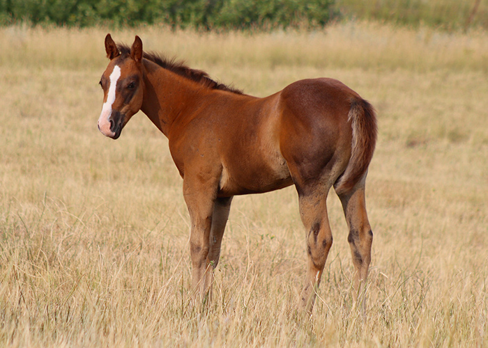 Lot 40 Weavers Eagle Judge