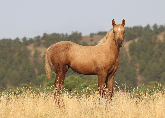 Lot 41 Weavers Call Me Gen