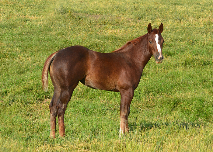 Lot 43 Weavers Broke Girl