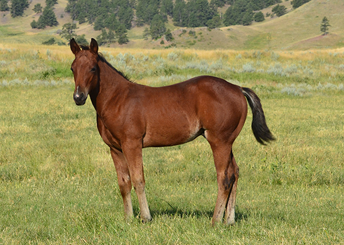 Lot 46 Weavers Keepin Smart
