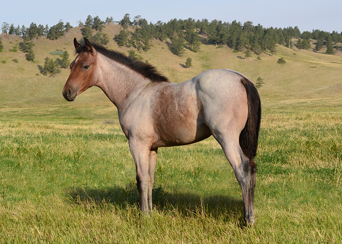 Lot 50 Weavers Boon Time