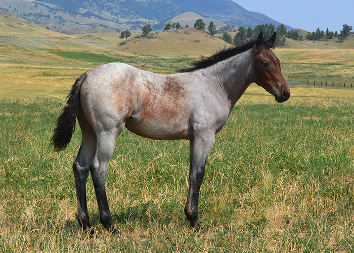 Lot 51 Weavers Peppy Time