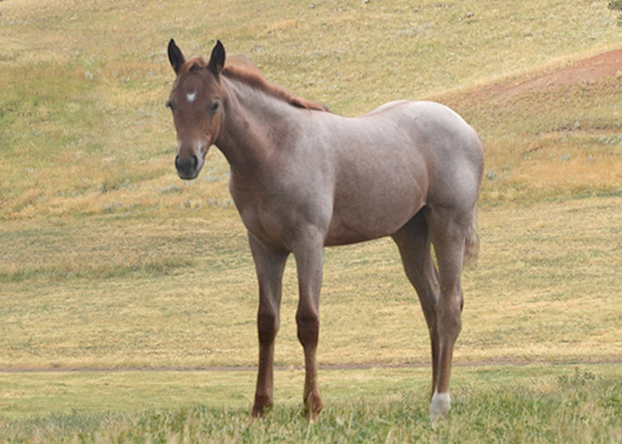 Lot 52 Weavers Pretty One