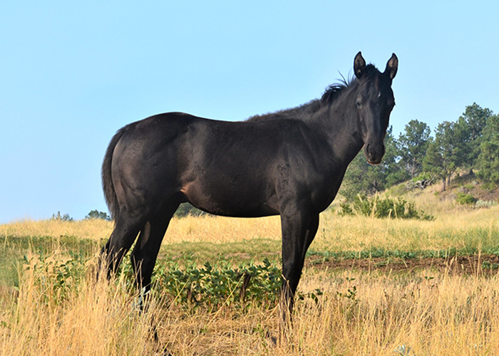 Lot 53 Weavers Melody