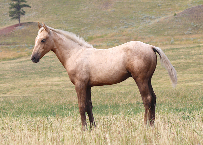 Lot 54 Weavers Cowboy Time