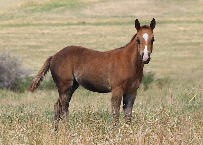 Lot 56 Weavers Rodeo Time