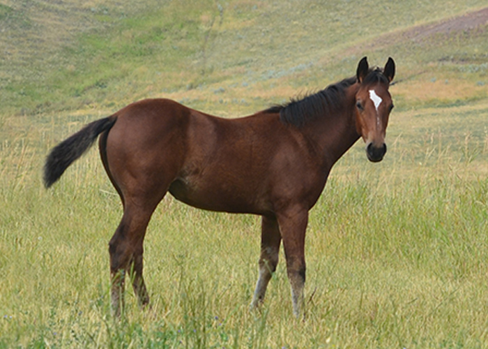 Lot 57 Weavers Call Me Soon