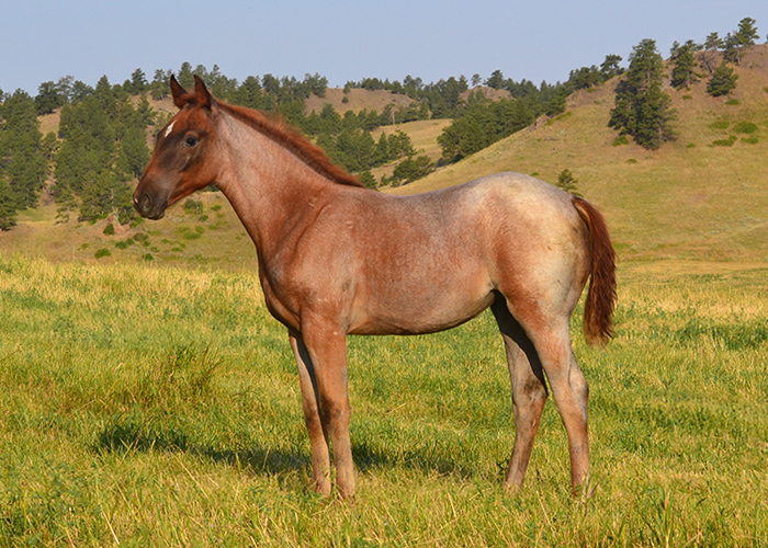 Lot 60 Weavers Cash One