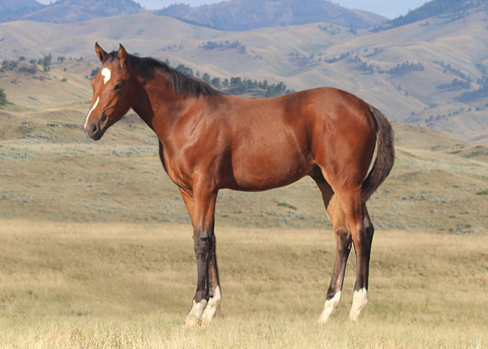 Lot 64 Weavers SmoothStreak