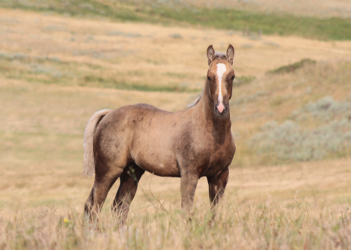 Lot 68 Weavers Stormy Guy