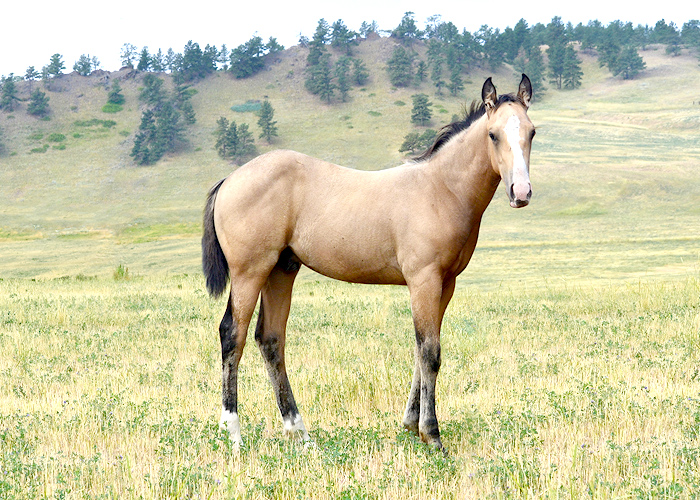 Lot 69 Weavers Smooth Cat