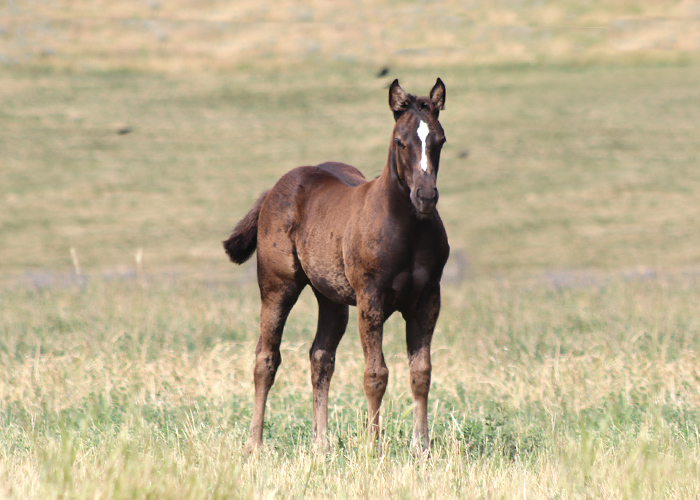 Lot 72 Weavers Two Miss