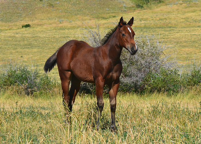 Lot 73 Weavers Lady Smooth