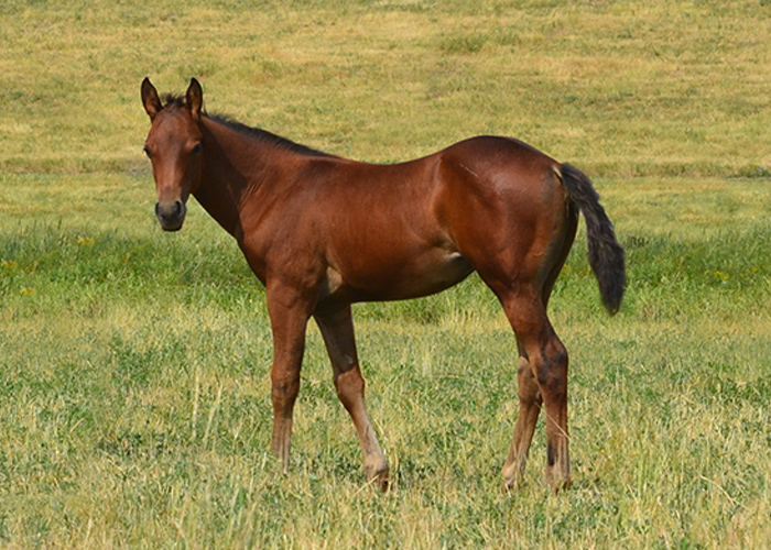 Lot 74 Weavers Tuf Beck