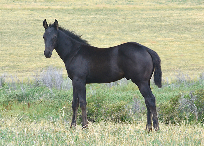 Lot 75 Weavers First Storm