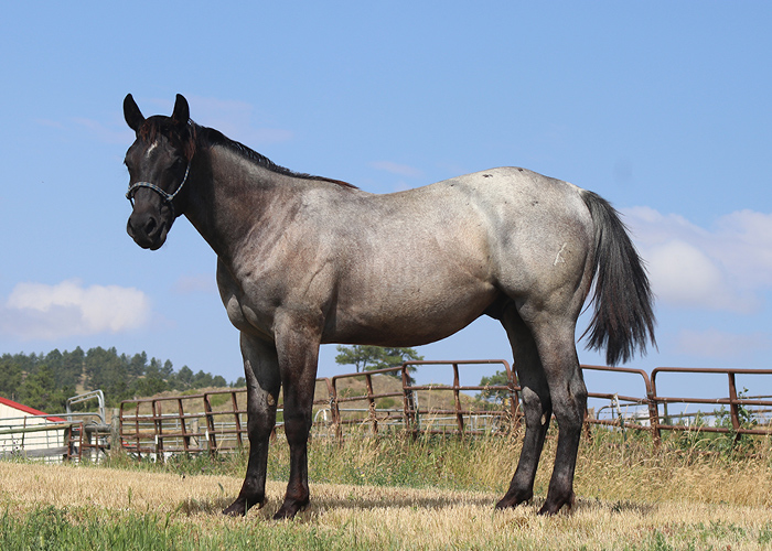 Lot 79 Weavers Bet Hes Cash