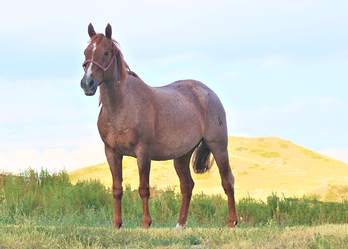 Lot 80 SNW Heavenly Peppy
