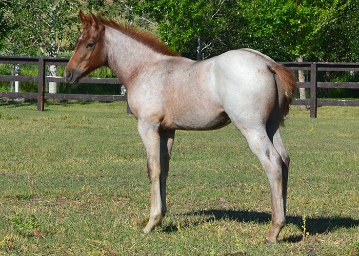 Lot 84 SCR Peptoes Fling