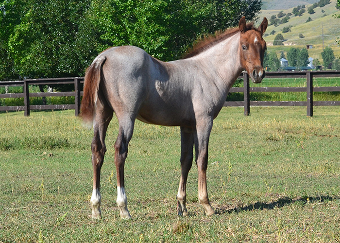 Lot 85 SCR Peptoes Fancy