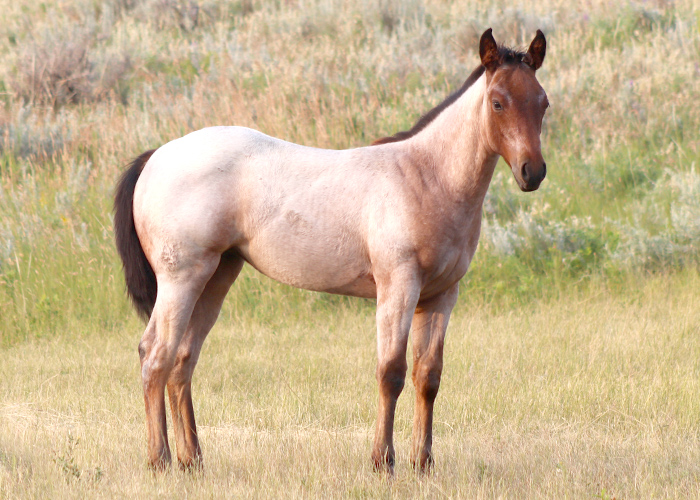 Lot 11 Weavers ShesaStarlet Lot 11 Weavers ShesaStarlet