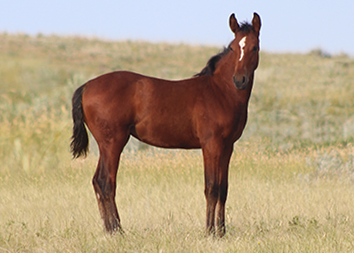 Lot 21 Weavers Tuf Starlet Lot 21 Weavers Tuf Starlet
