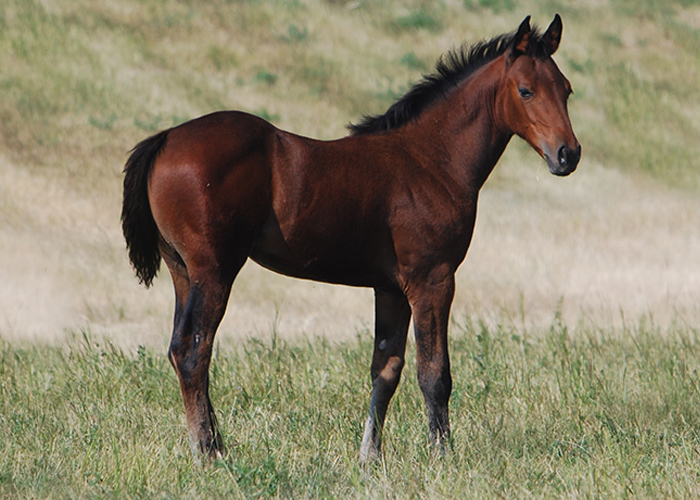 Lot 42 Weavers One Rodeo Lot 42 Weavers One Rodeo