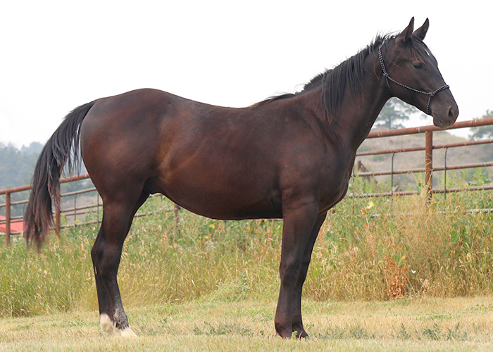 Lot 77 Weavers Ima Bit Echo Lot 77 Weavers Ima Bit Echo