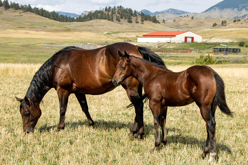 Weaver Quarter Horse Sale
