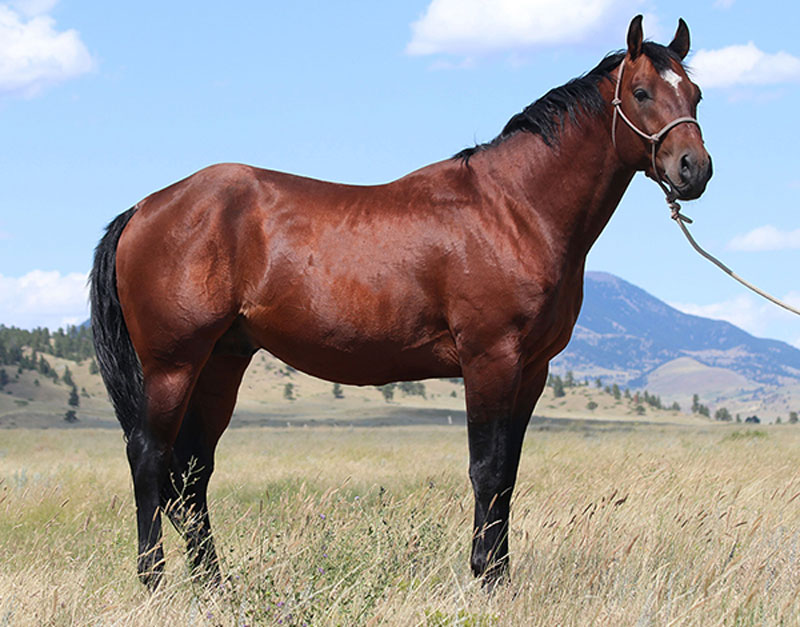 Weaver Quarter Horse Stallions